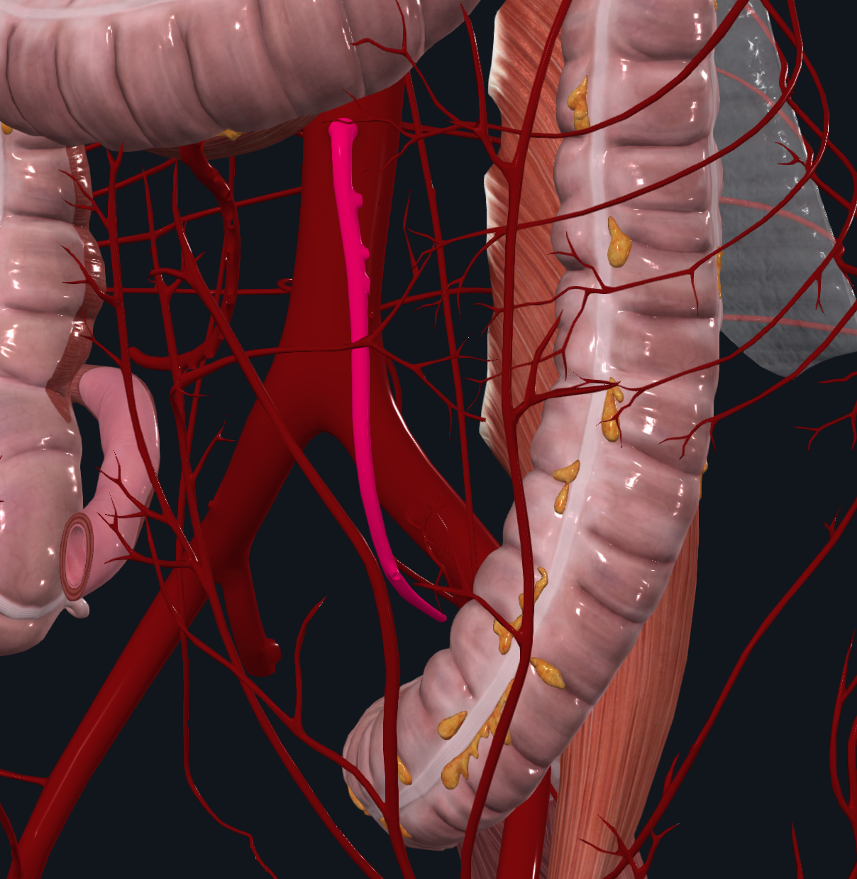 Superior Rectal Artery