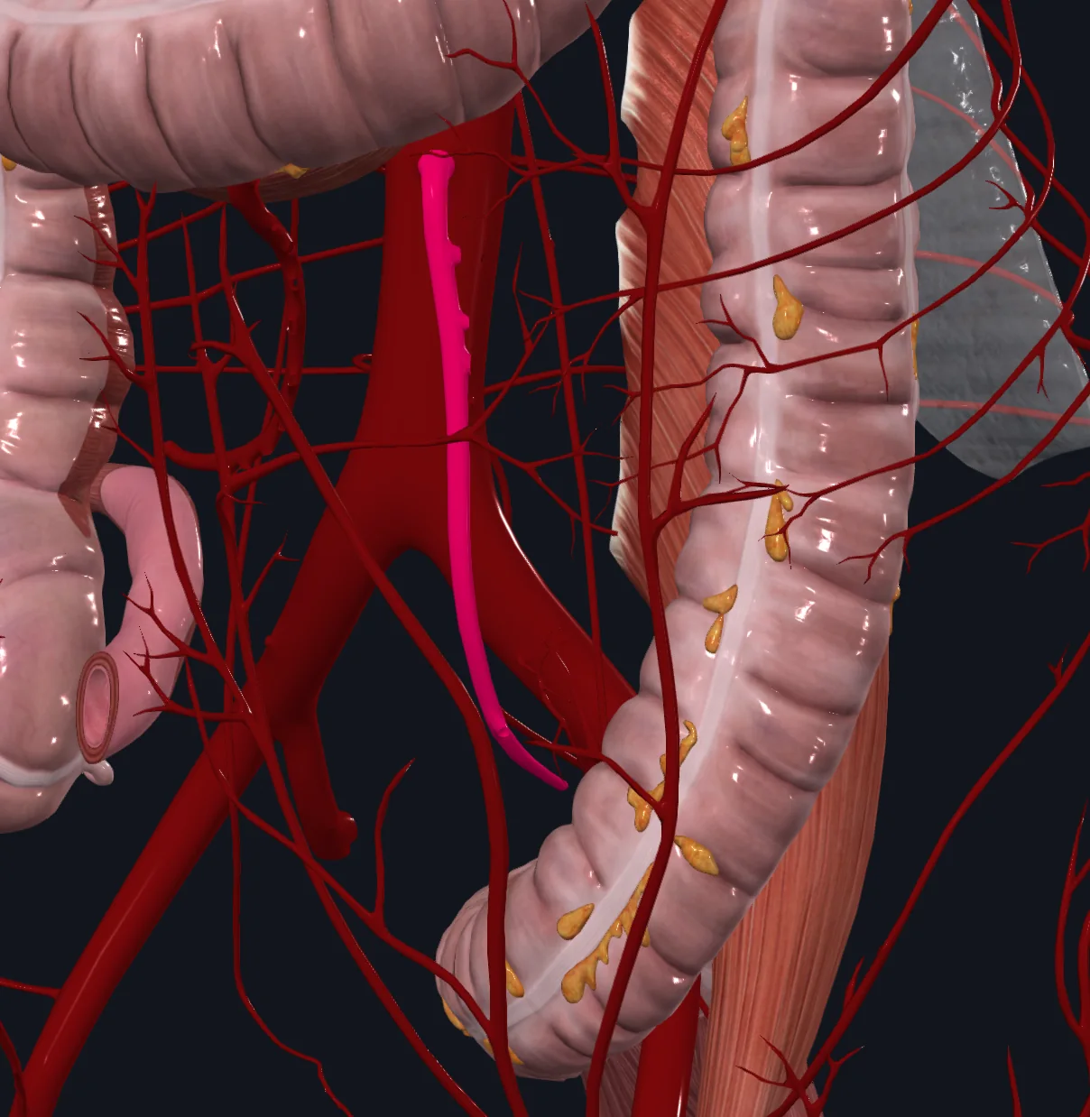 Superior Rectal Artery