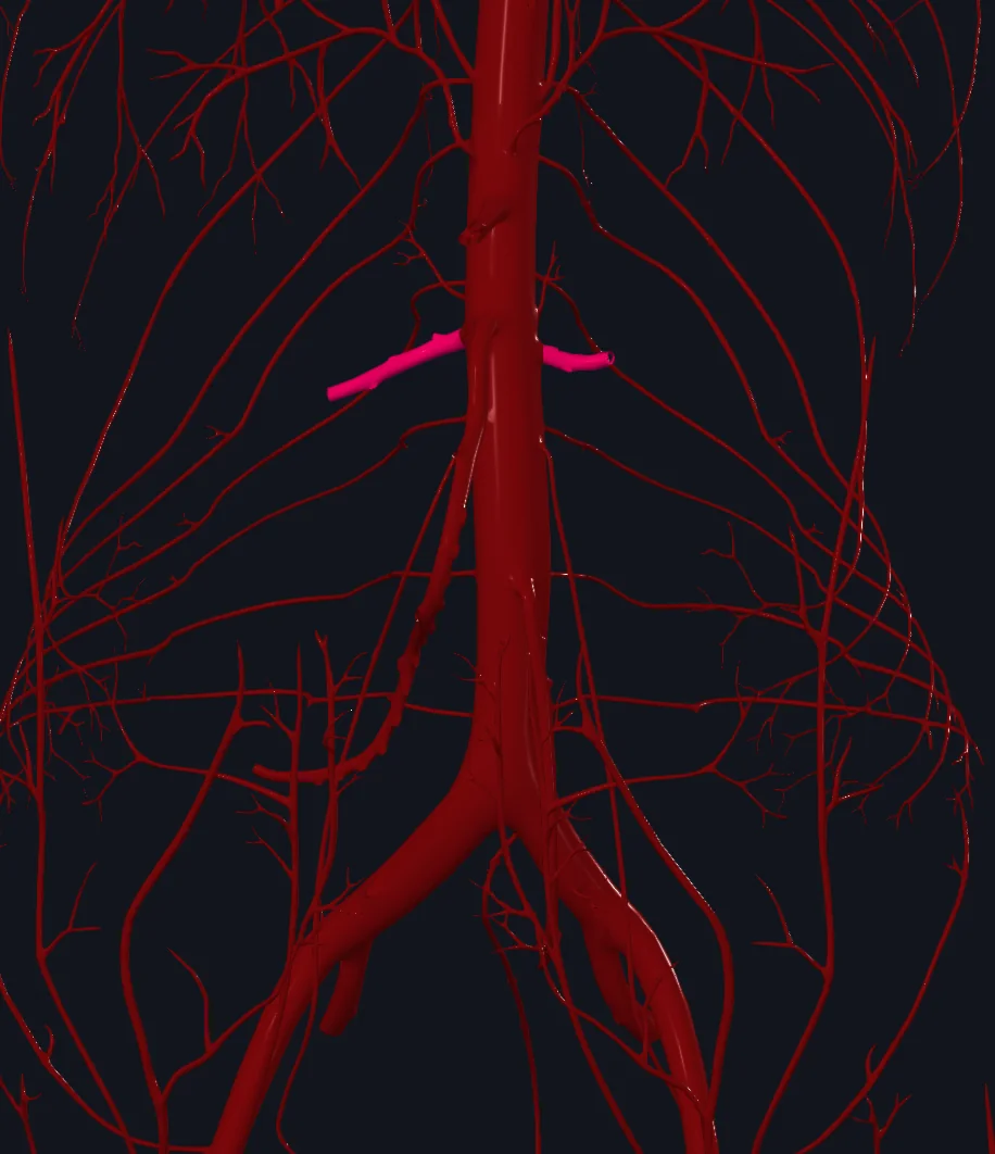 Renal Arteries