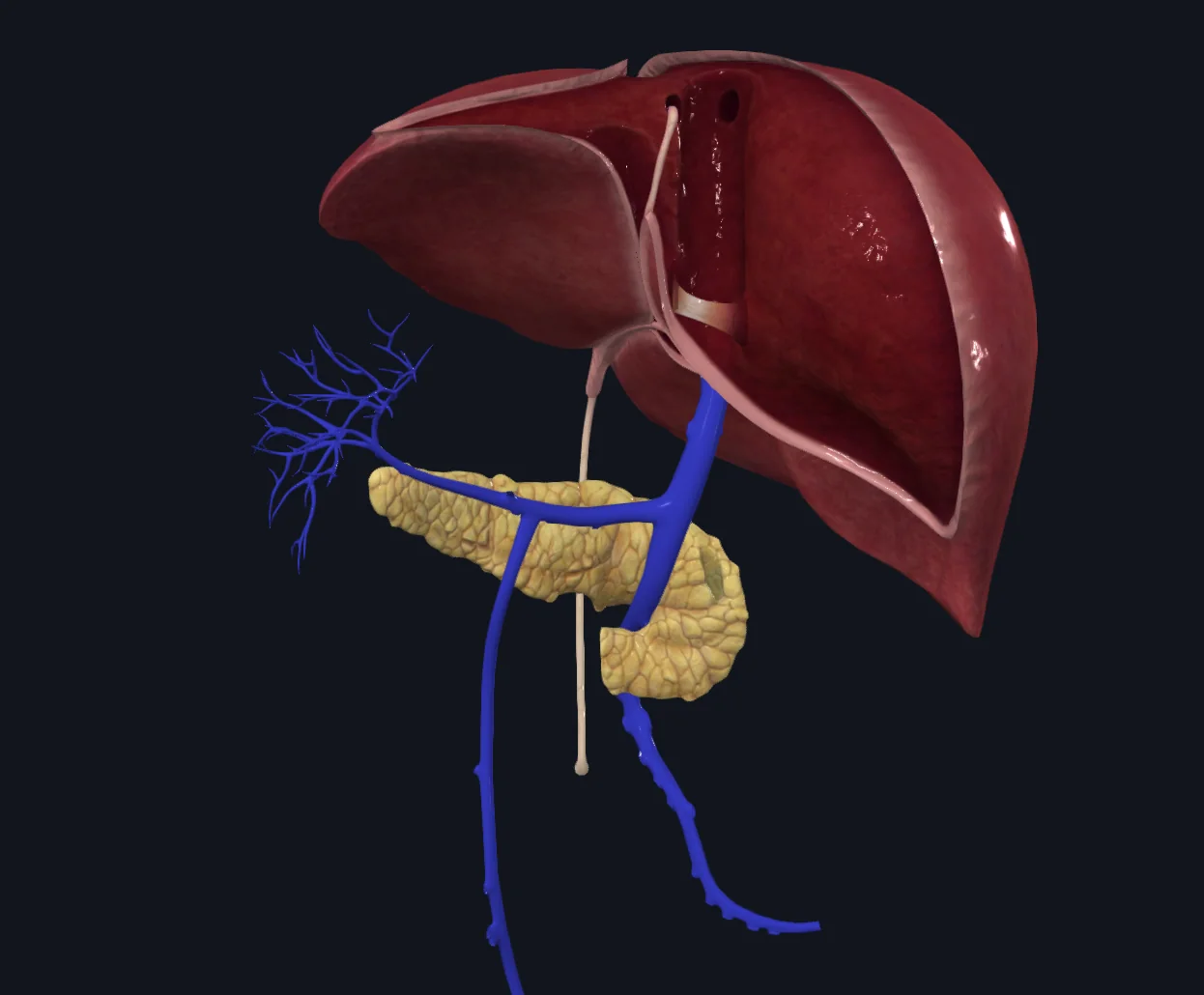 SMV and Pancreas
