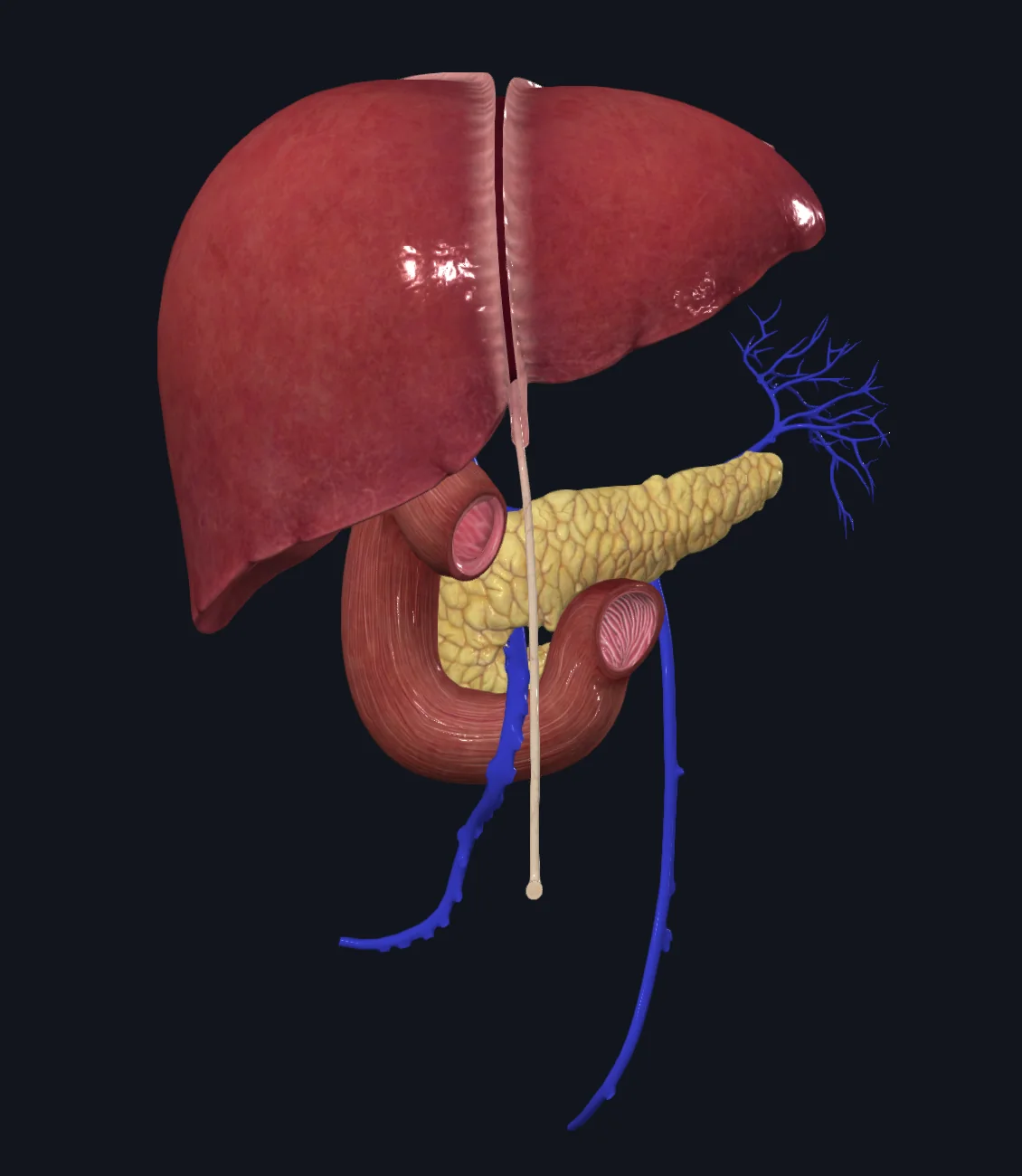 Duodenum