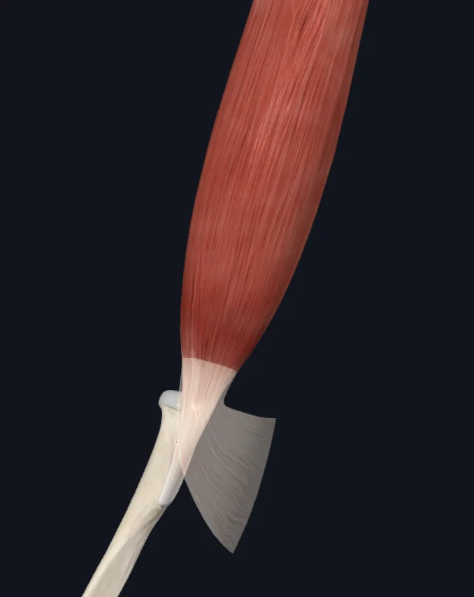 Biceps Brachii
