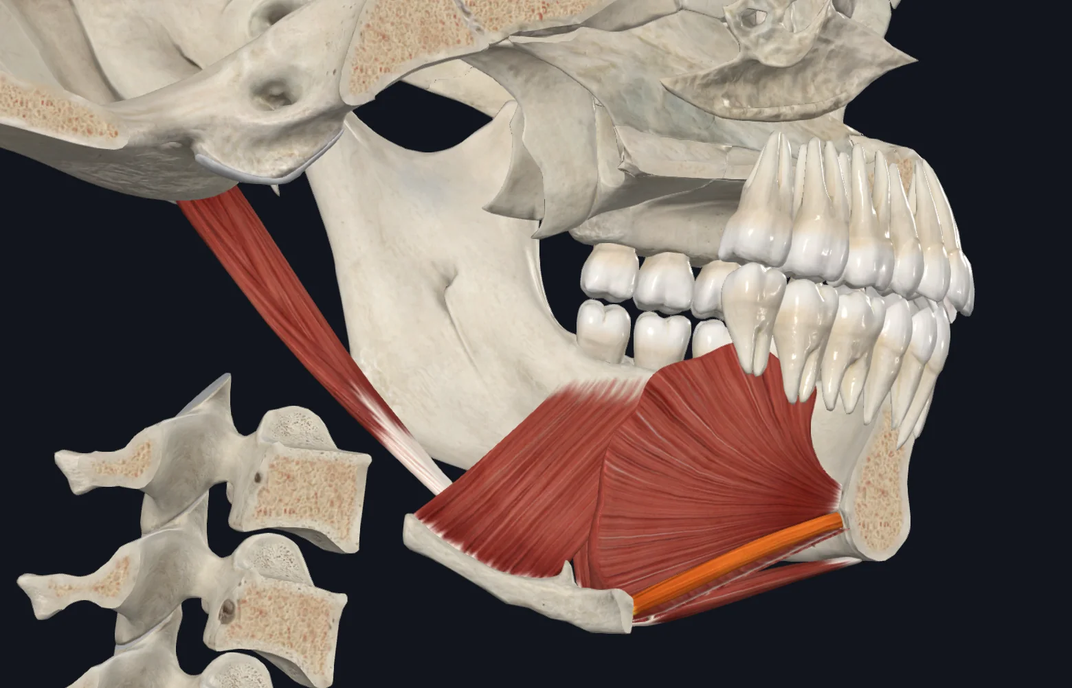 Geniohyoid