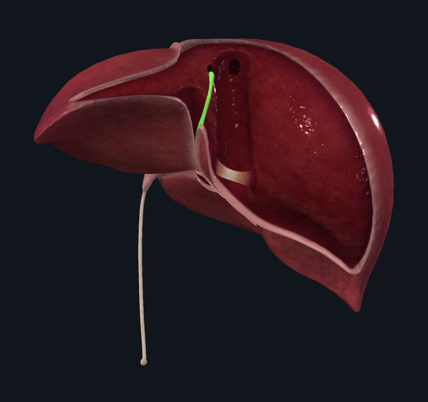 Ligamentum Venosum
