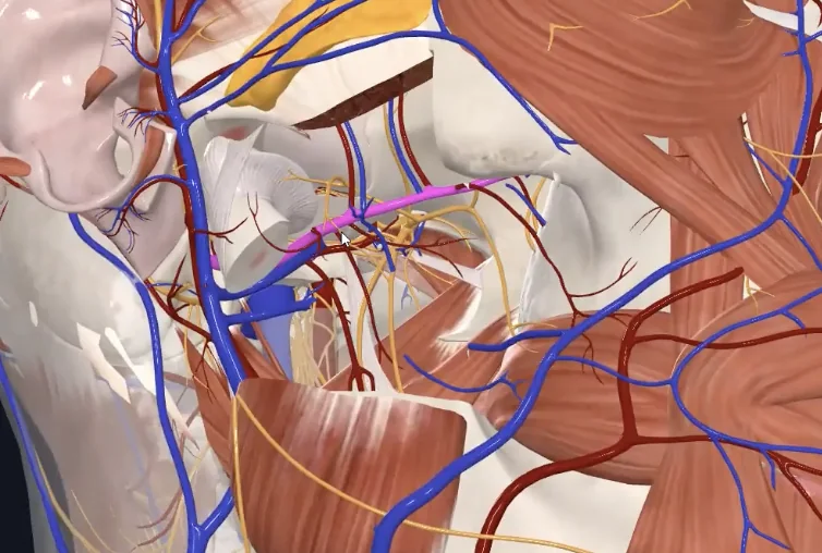 Maxillary artery