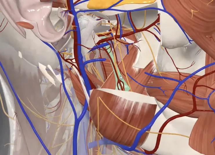 Sphenomandibular ligament