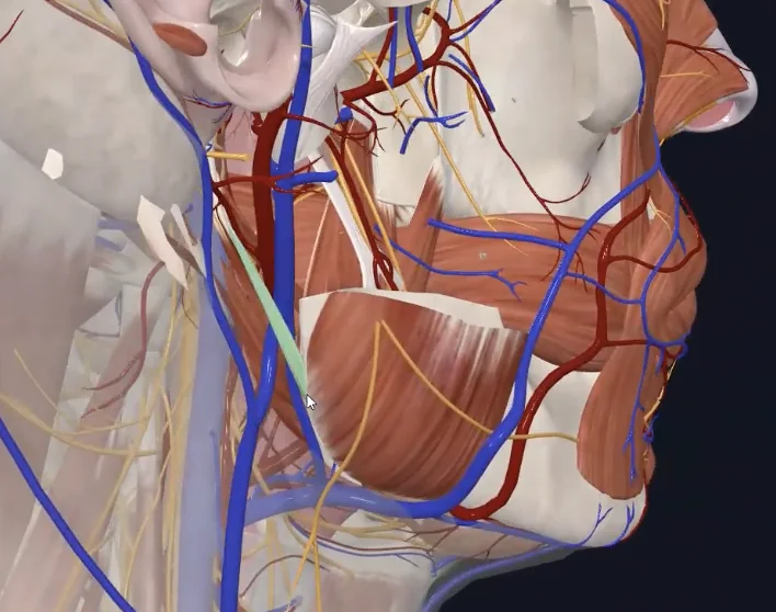 Stylomandibular ligament