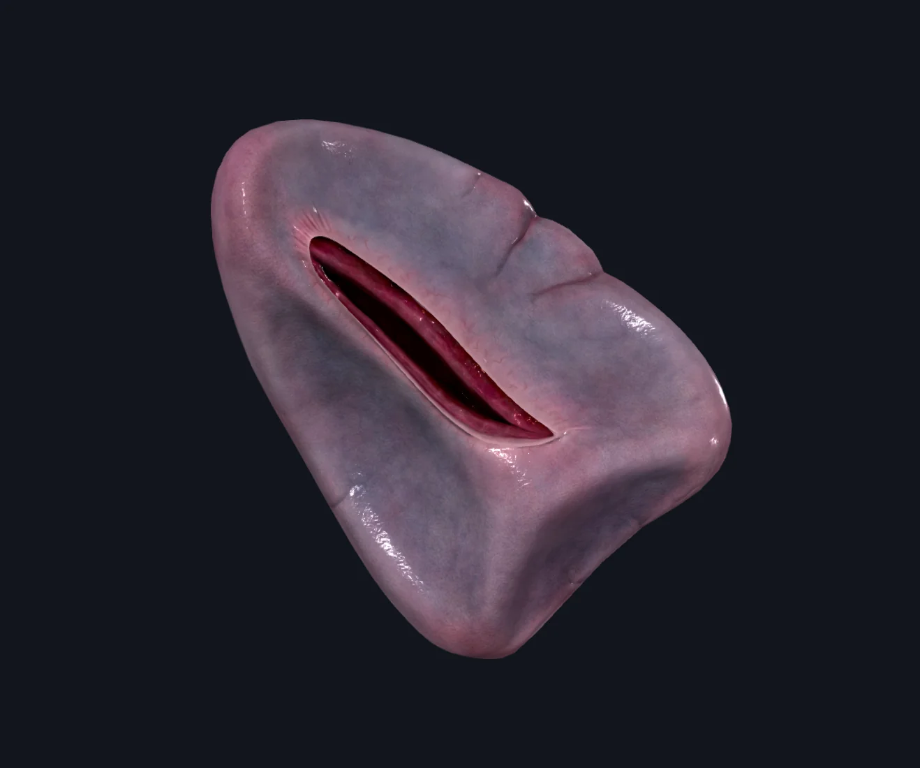 Spleen - טחול