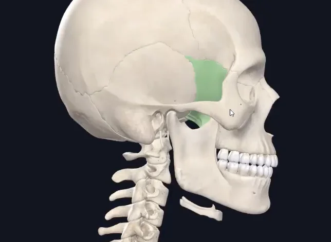 Zygomatic Bone
