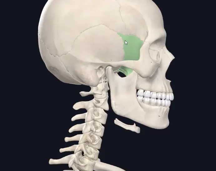 Sphenoid bone
