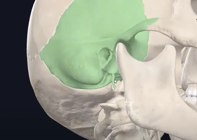 Styloid process
