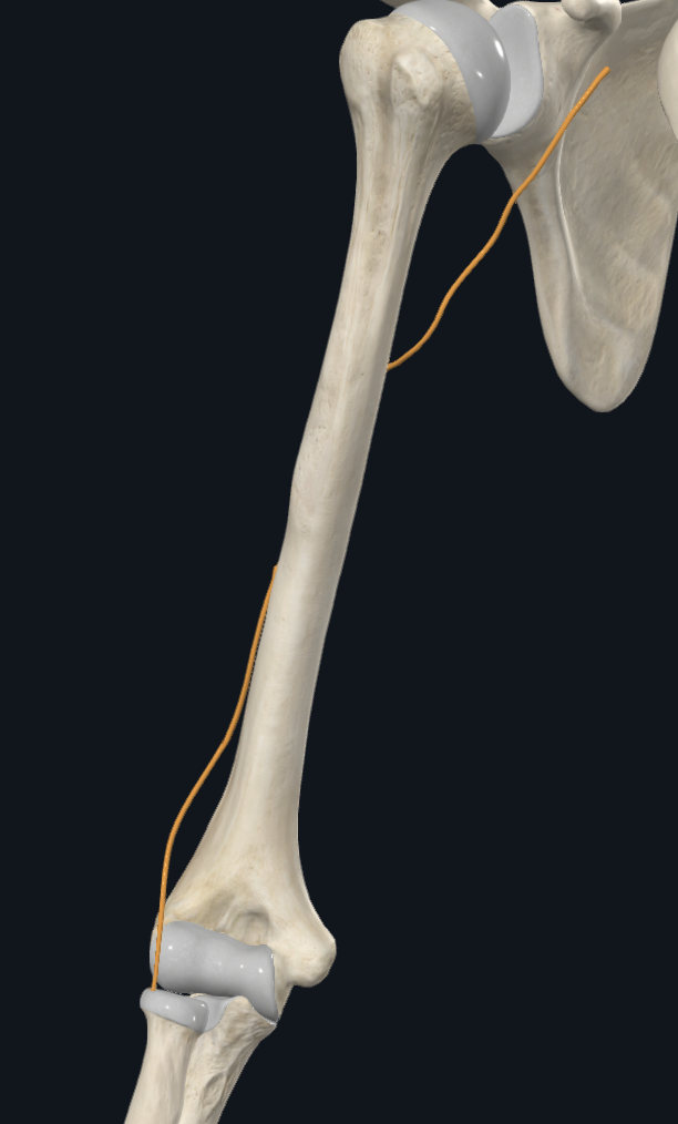 Radial nerve