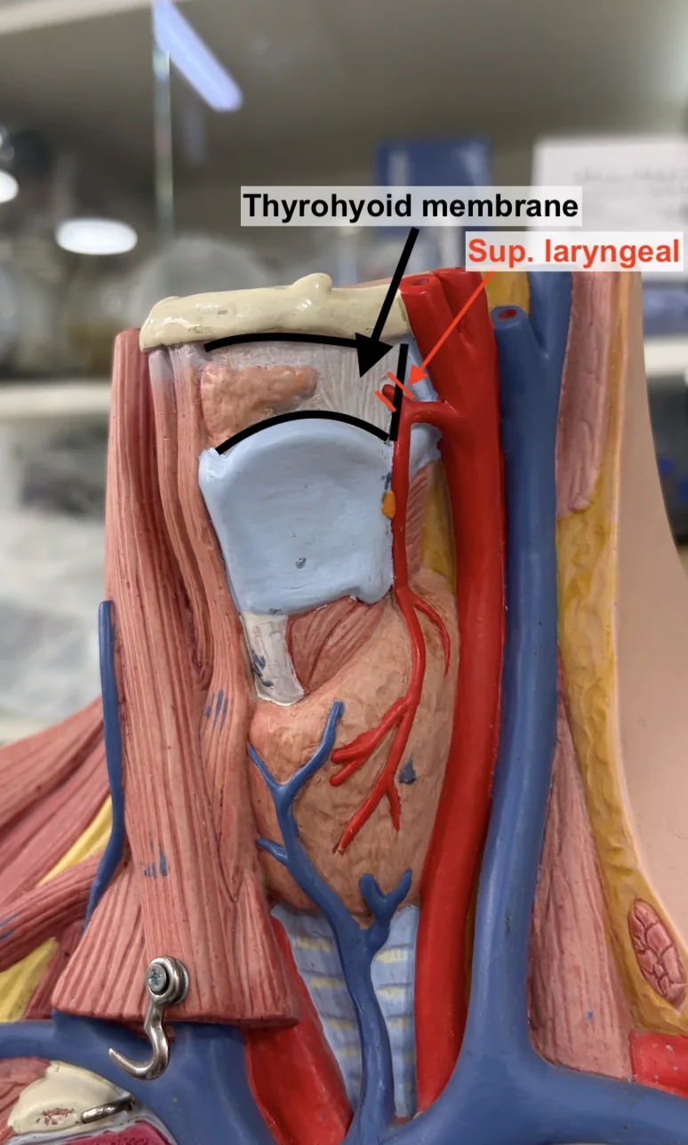 Thyrohyoid membrane