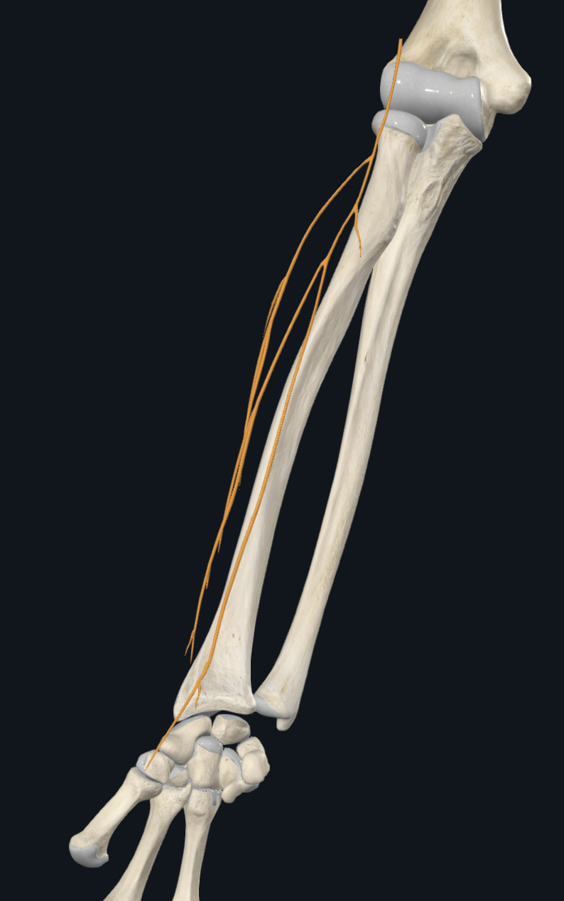 Lateral Antebrachial Cutaneous Nerve (Right)