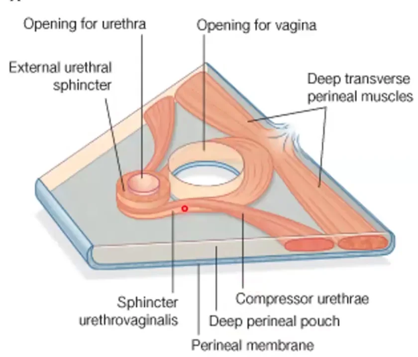Compressor Urethrae