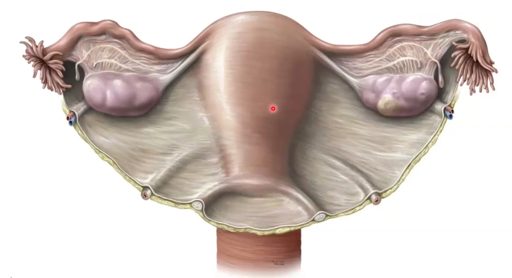 Uterus and adnexa