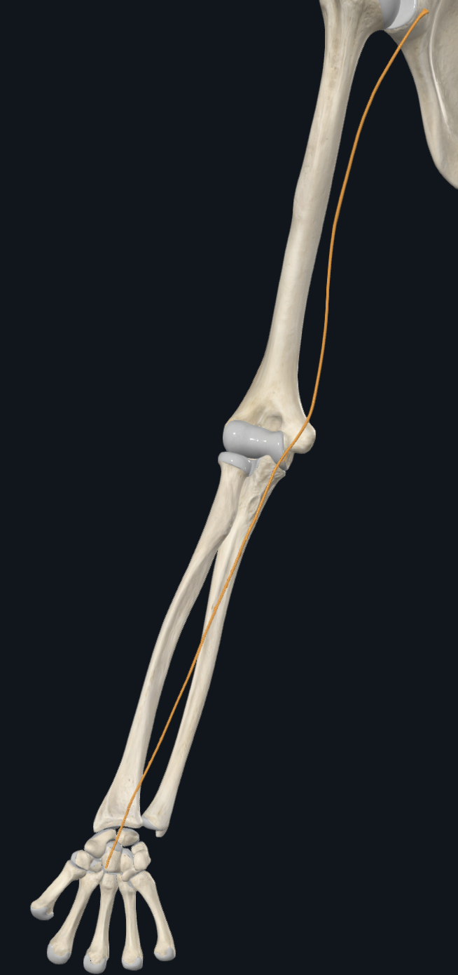 Median Nerve