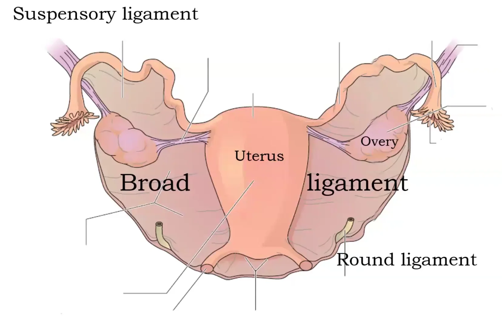 Suspensory Ligament
