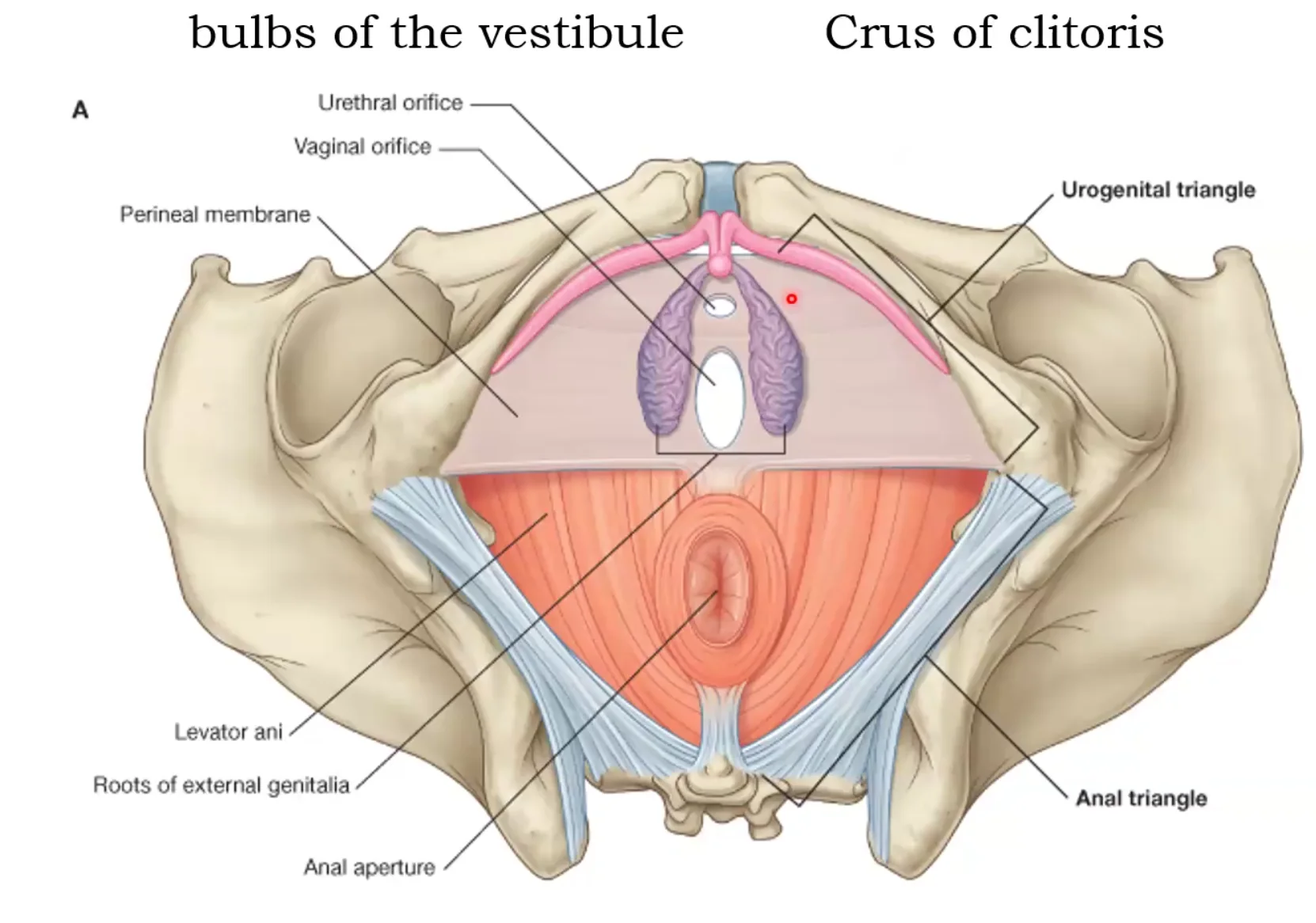 Crus of clitoris and Bulb of Vestibule