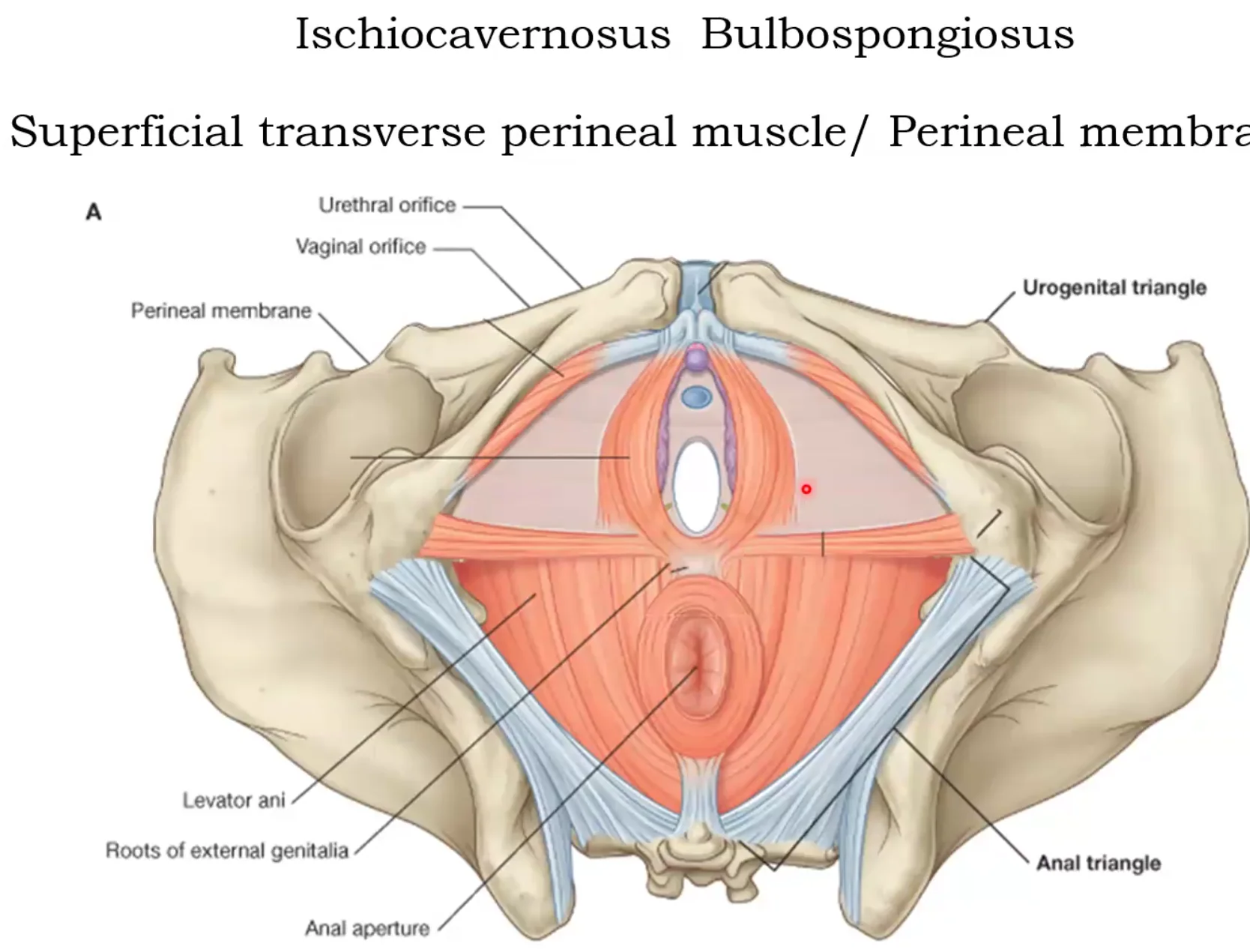 Ischiocavernosus and Bulbospongiosus