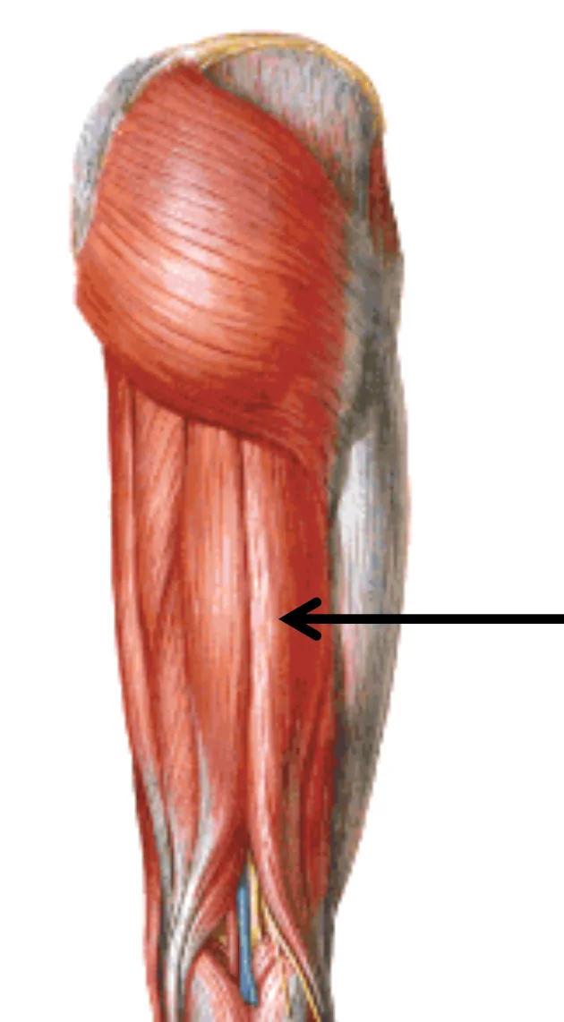 Biceps Femoris