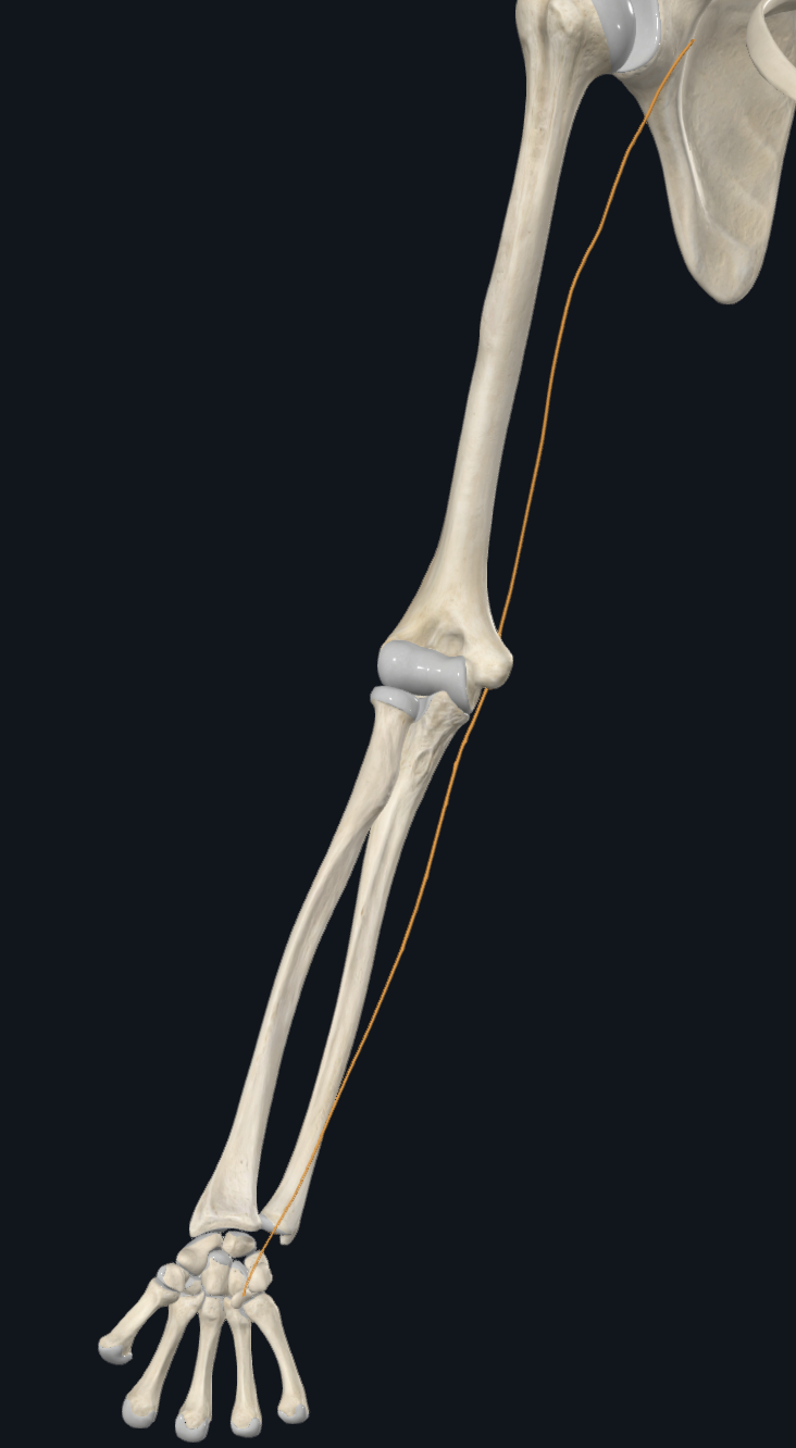 Ulnar nerve