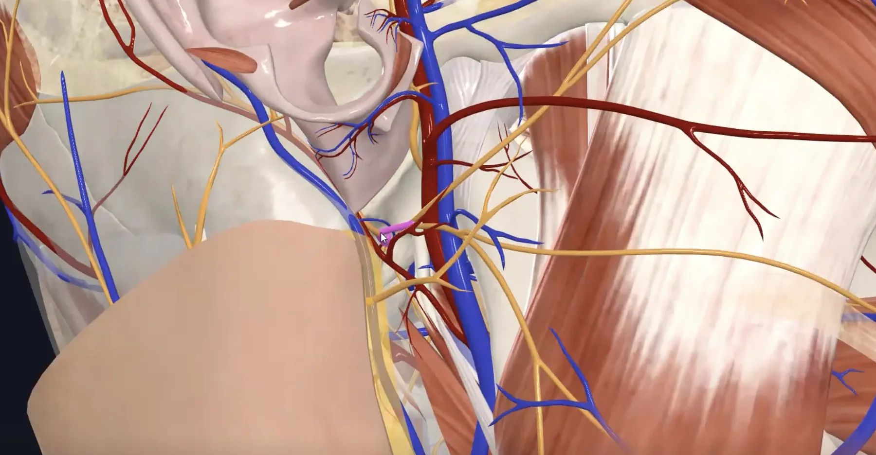 Facial Nerve