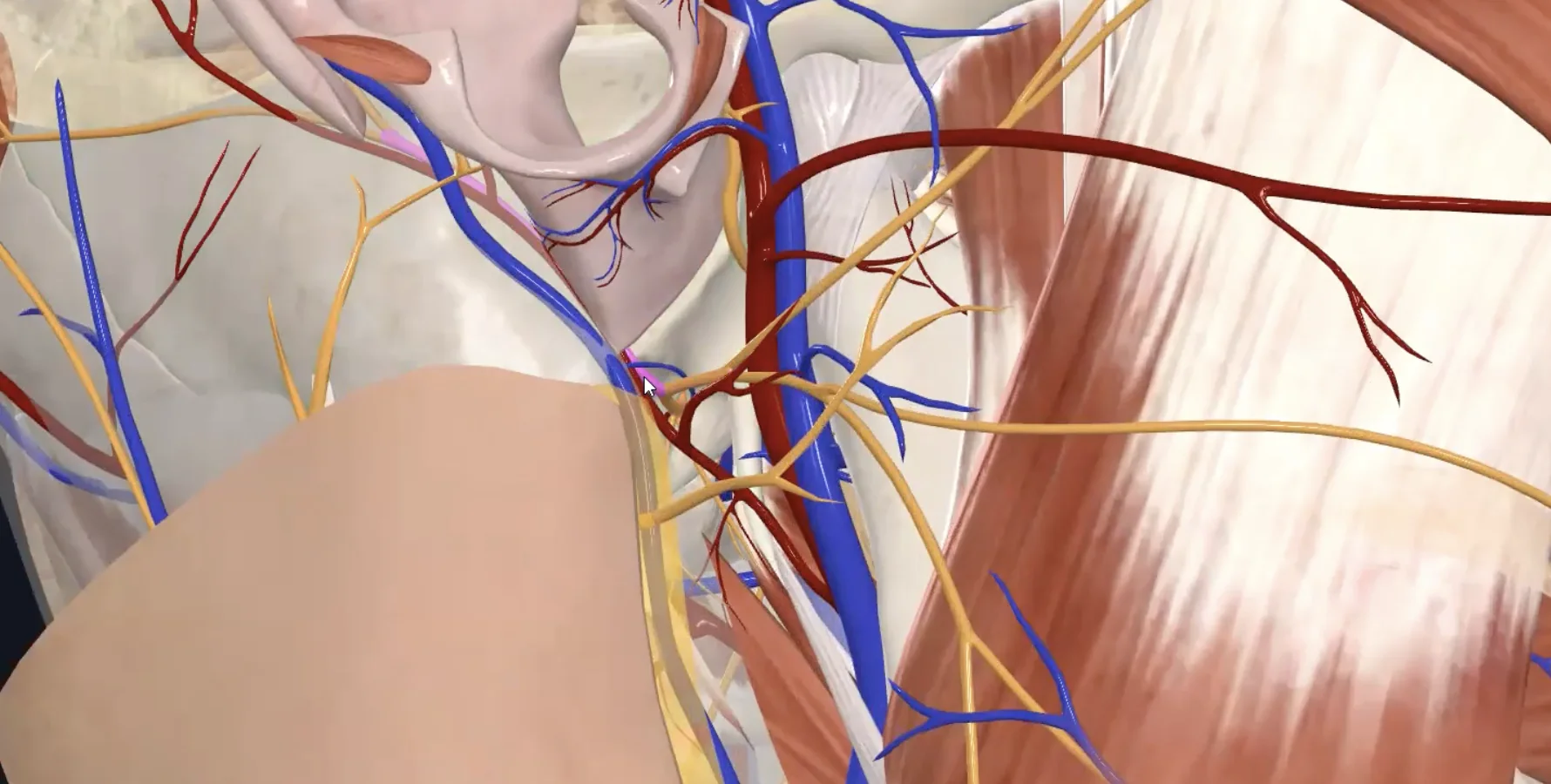 Posterior Auricular Nerve
