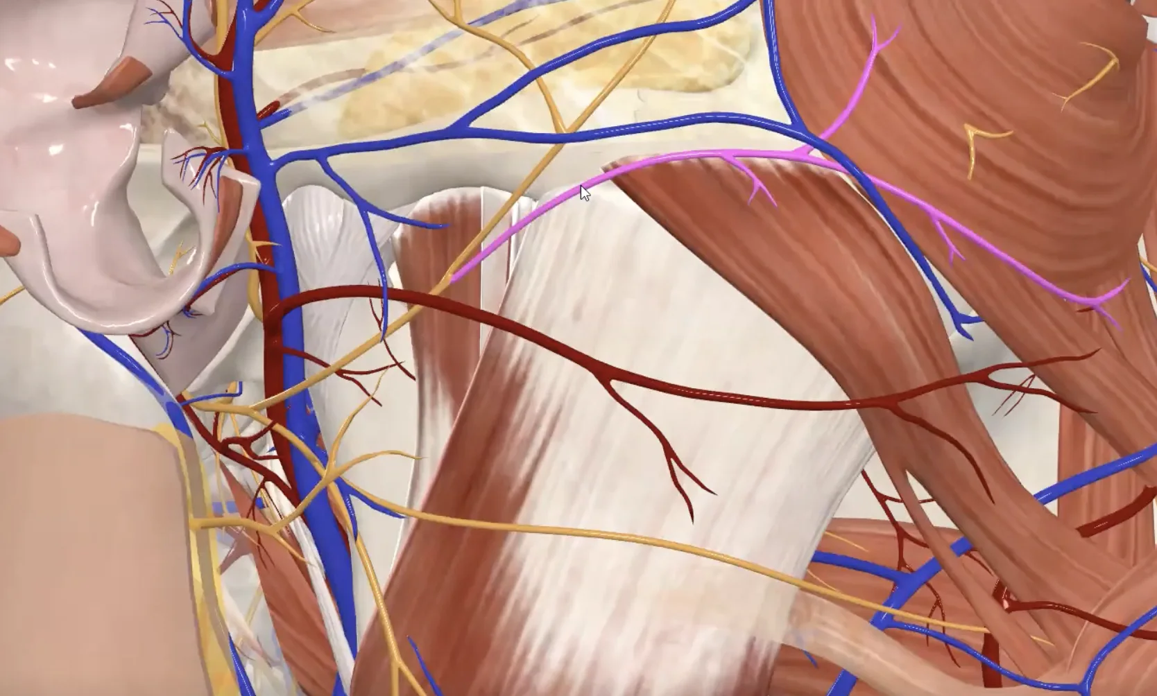 Zygomatic Branch