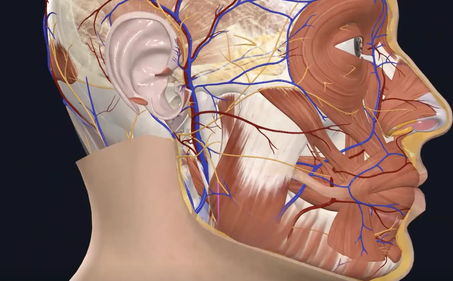 Cervical Branch