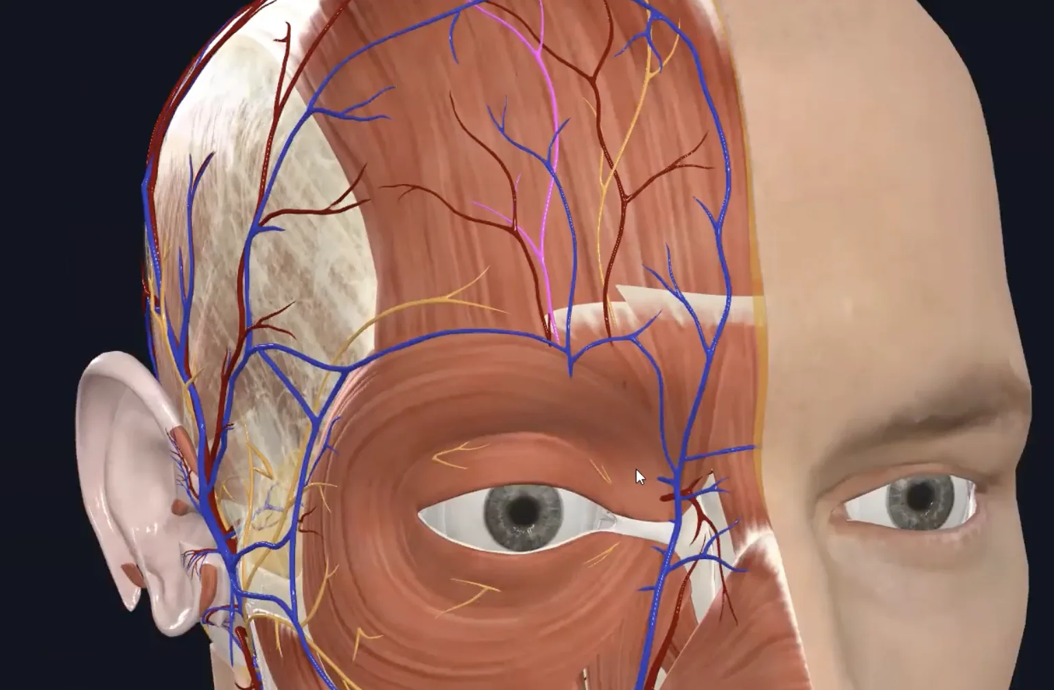 Supraorbital Nerve