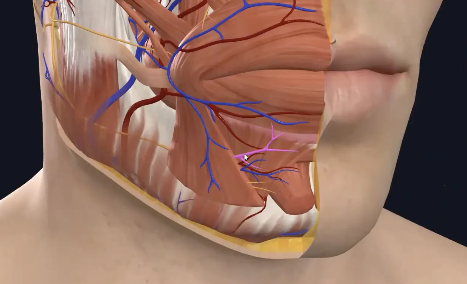 Mental nerve