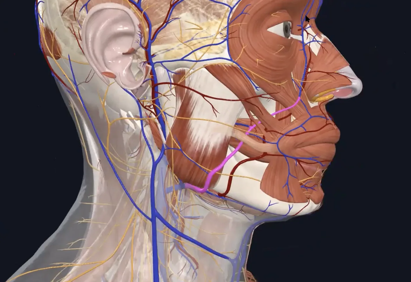 Fascial vein