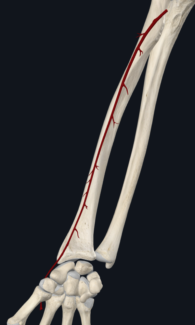 Radial Artery (Right)