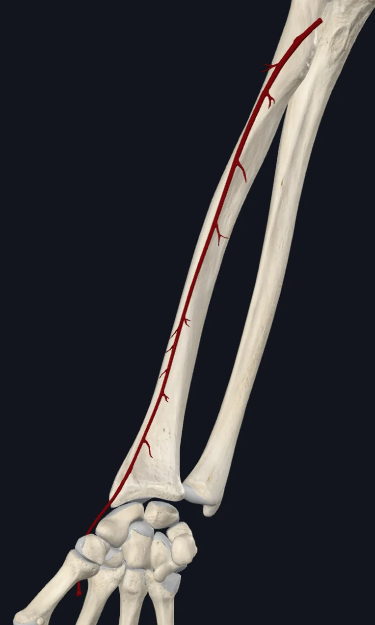 Radial Artery (Right)
