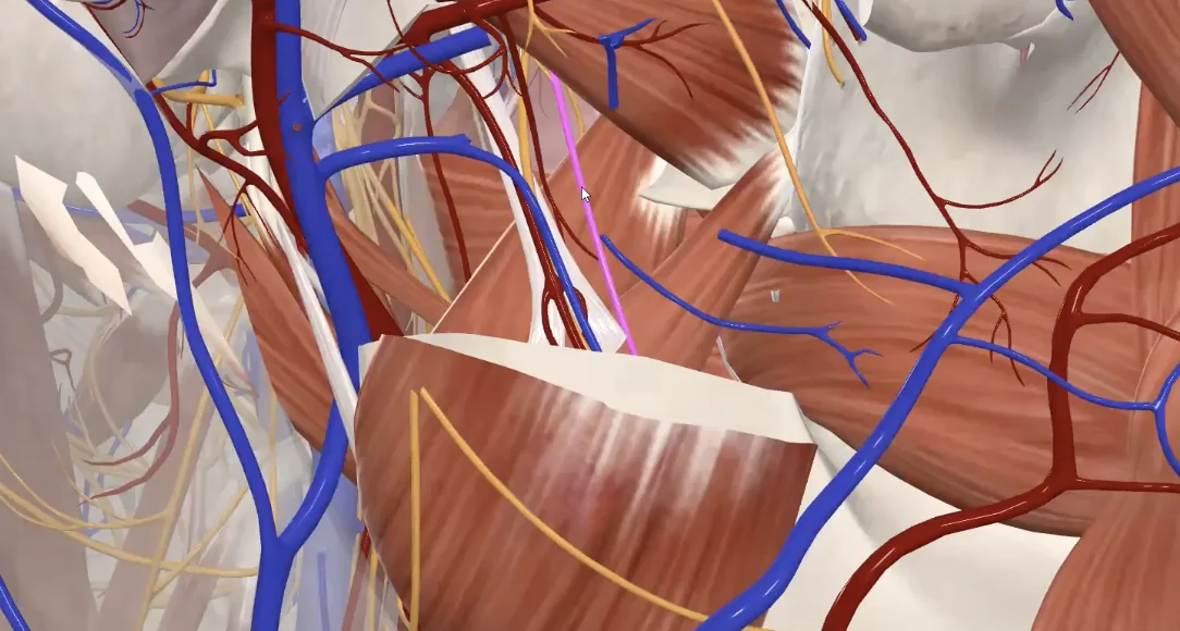Lingual nerve