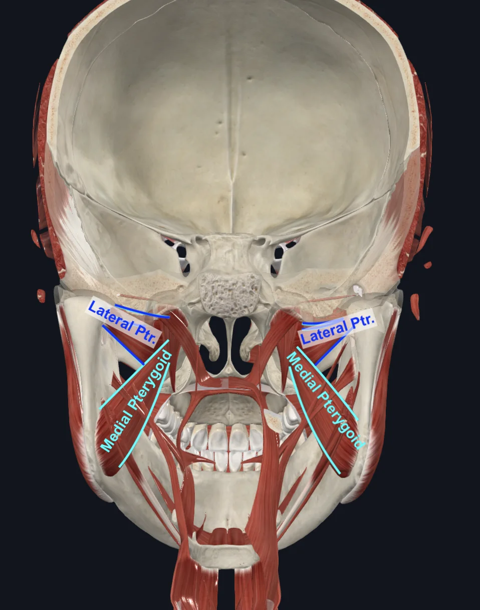 Medial Pterygoid (posterior)