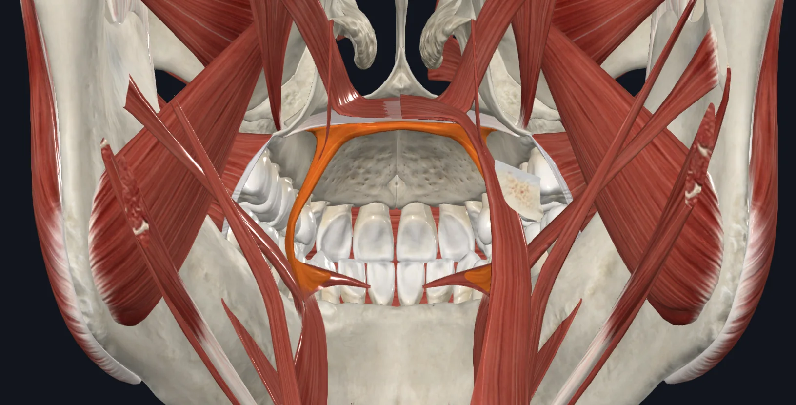 Palatoglossus