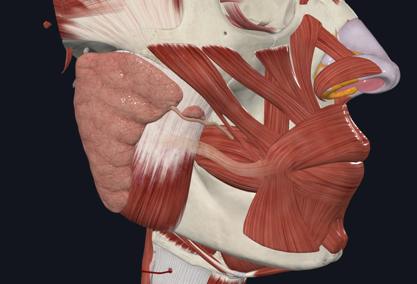 Parotid duct