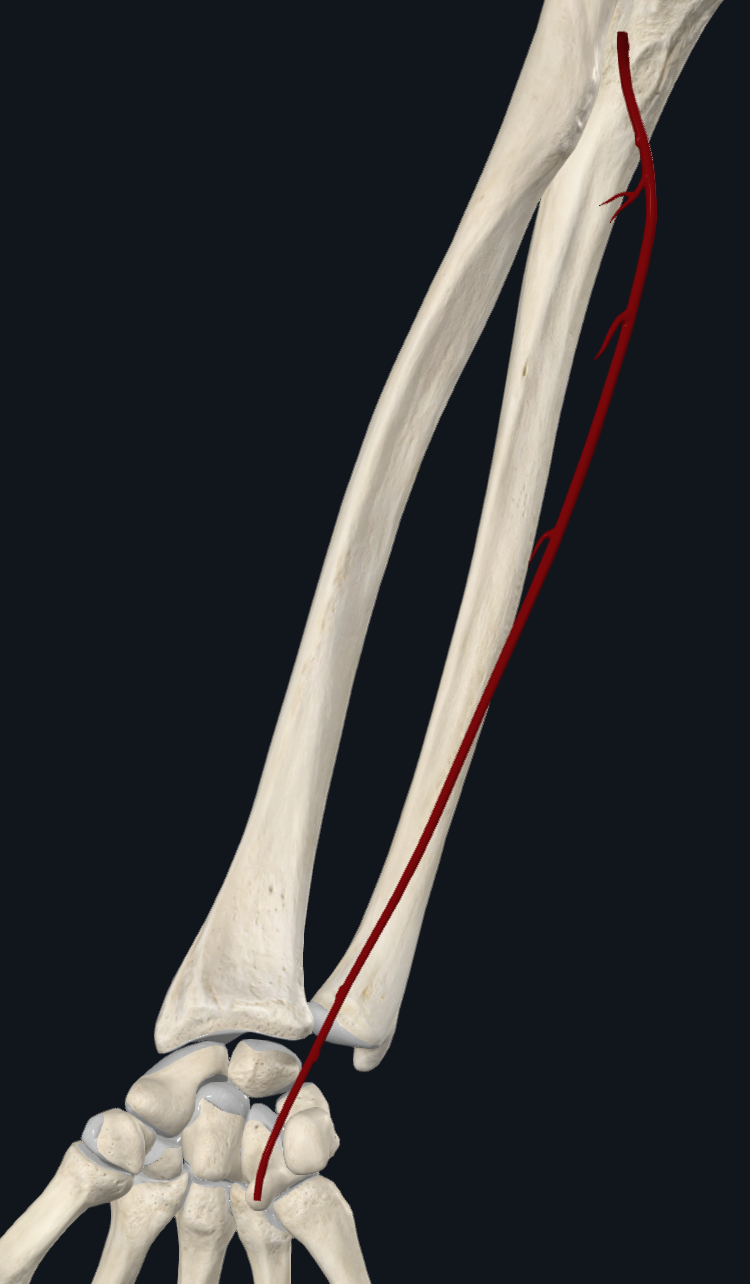 Ulnar Artery