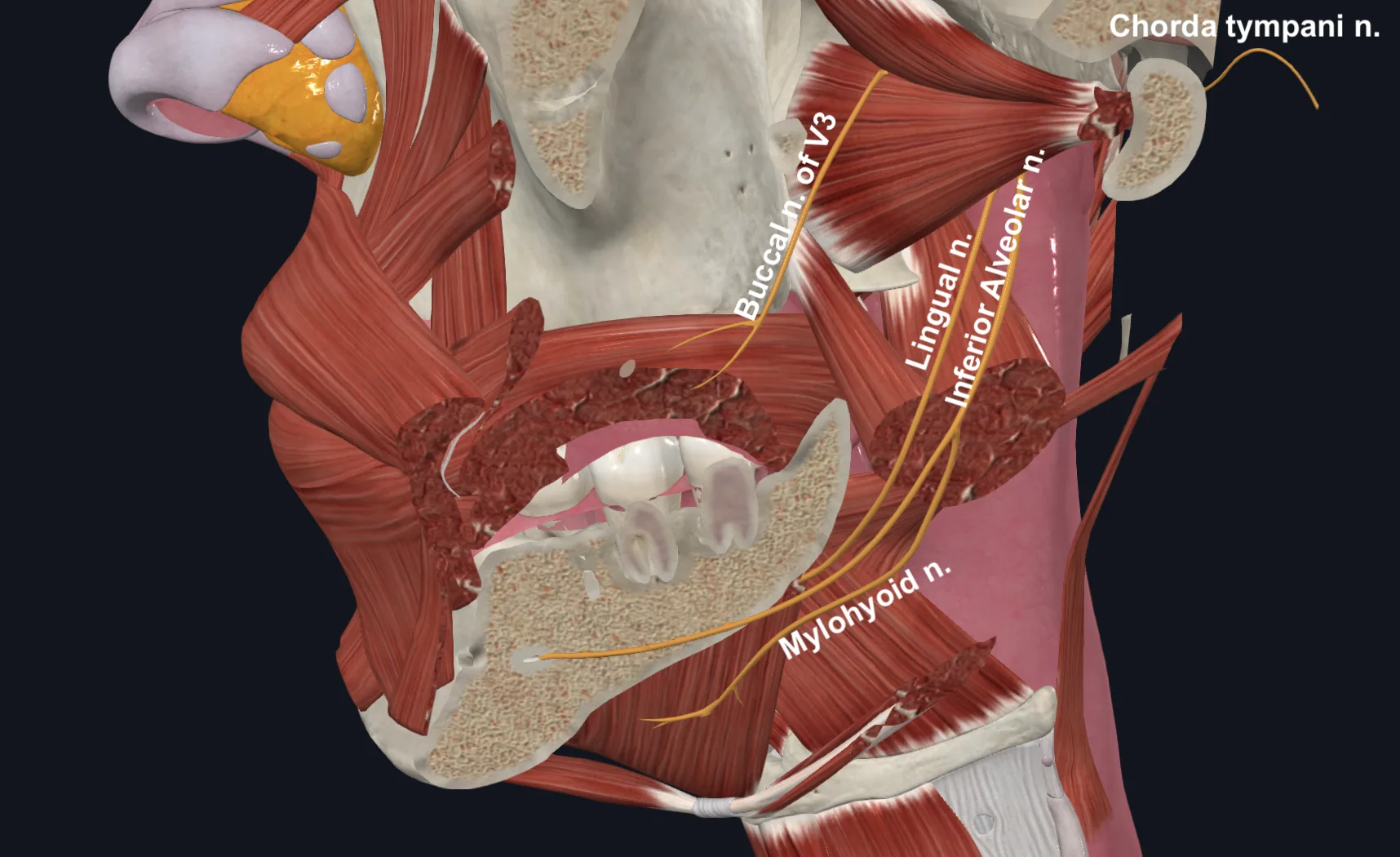 Infratemporal Fossa