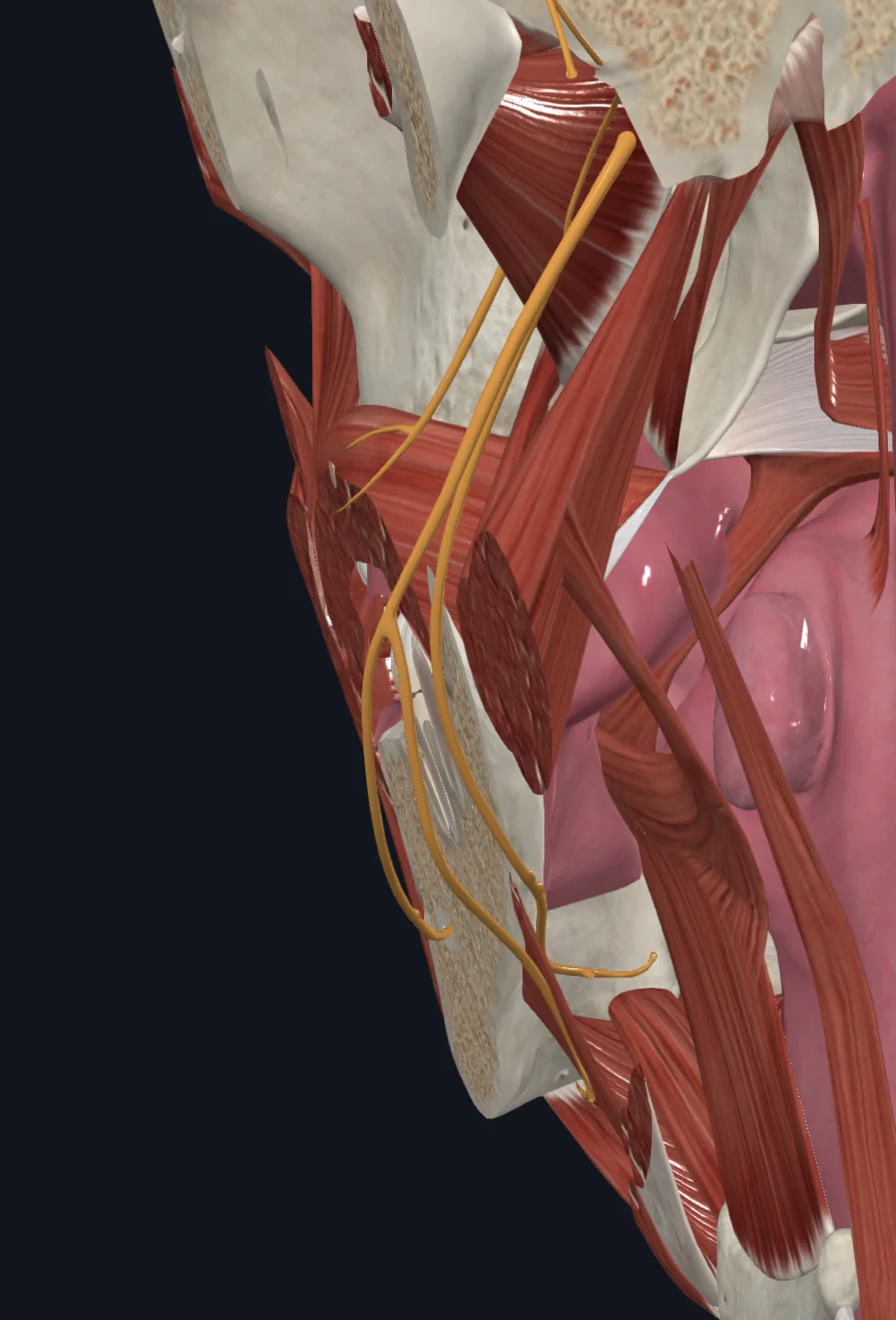 Infratemporal Fossa 2