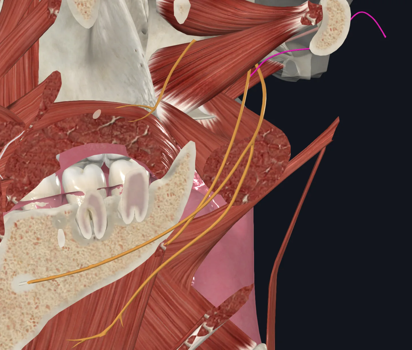 Chorda tympani nerve