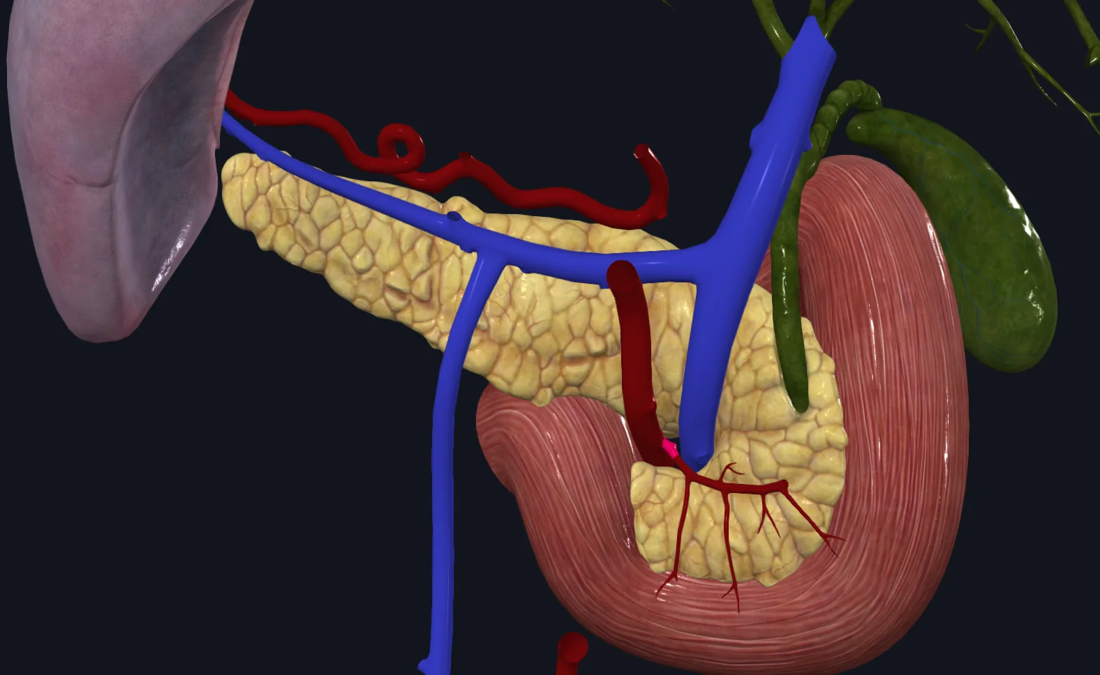 Inferior Pancreaticoduodenal Artery
