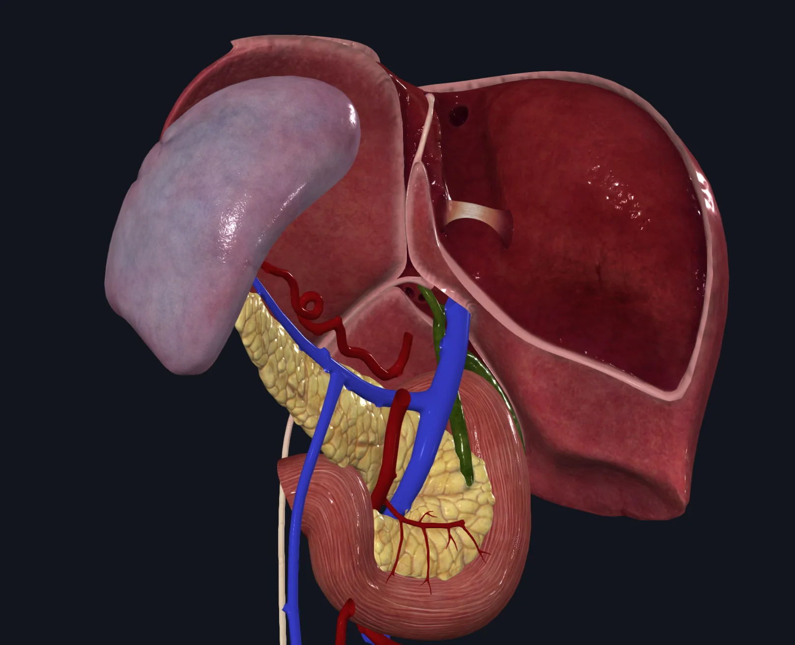 portal vein