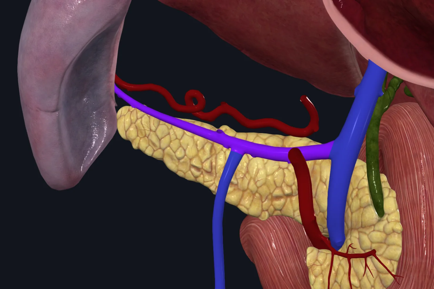 Splenic vein