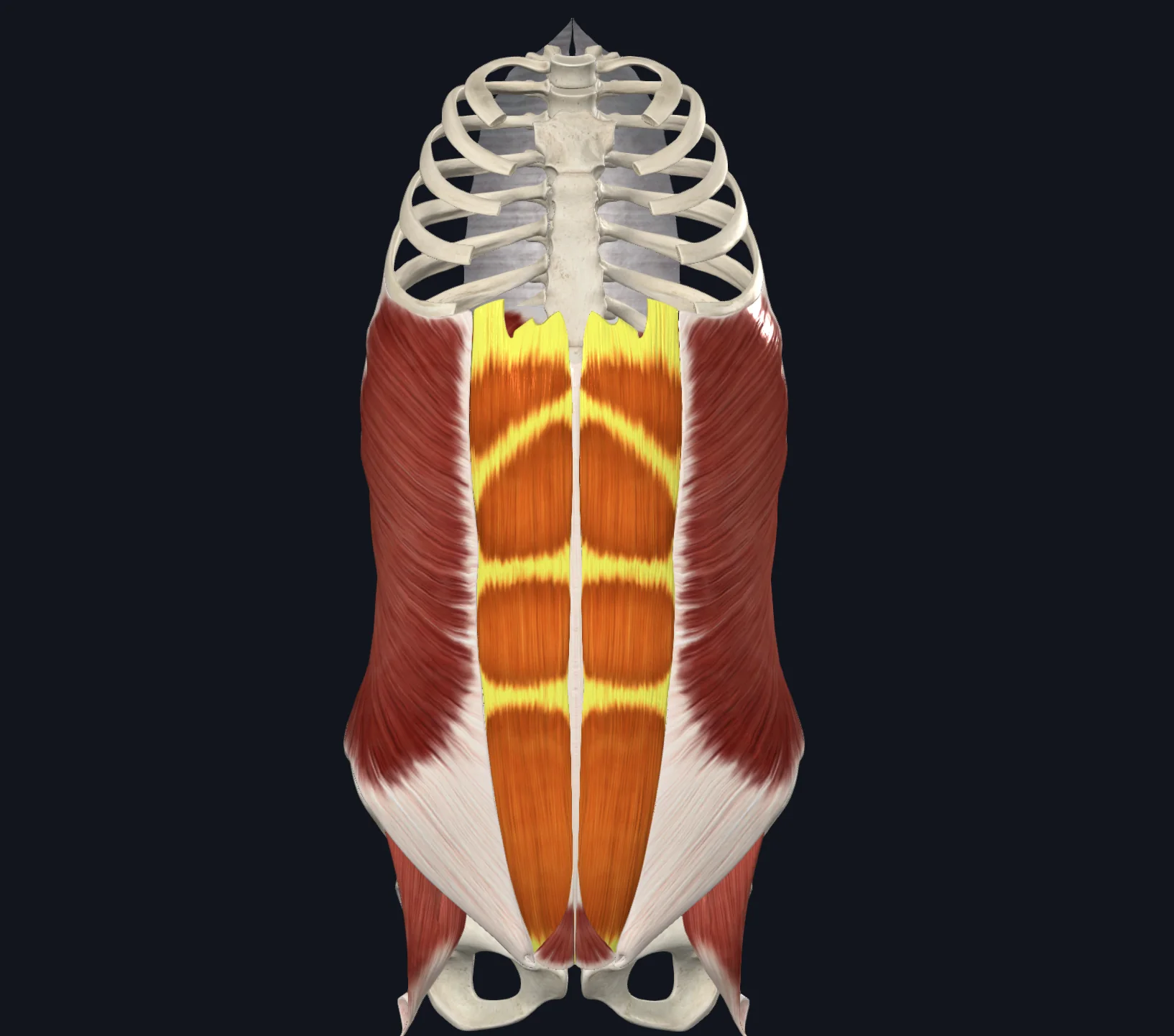 Rectus Abdominis Muscle