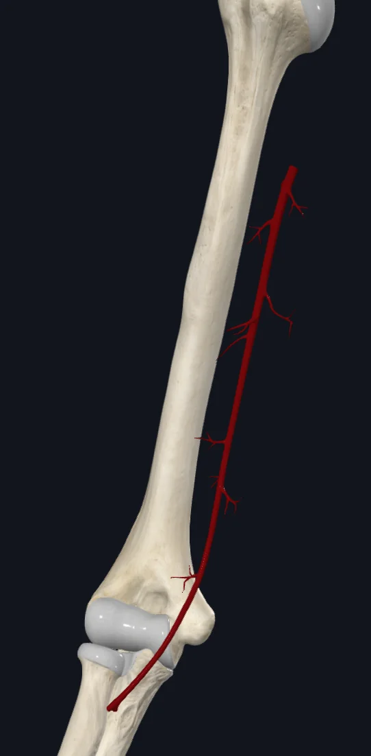 Brachial Artery