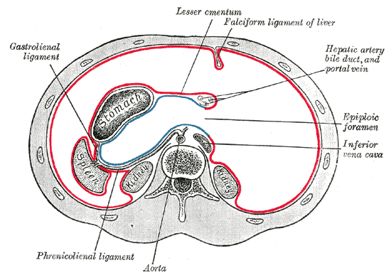 By Henry Vandyke Carter - Henry Gray (1918) Anatomy of the Human Body