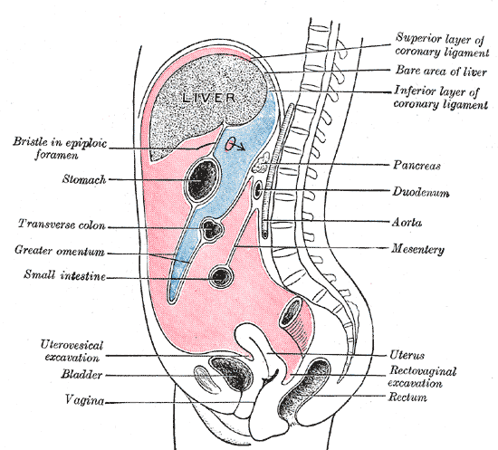 lesser sac בכחול, greater sac בוורוד (מוויקיפדיה)